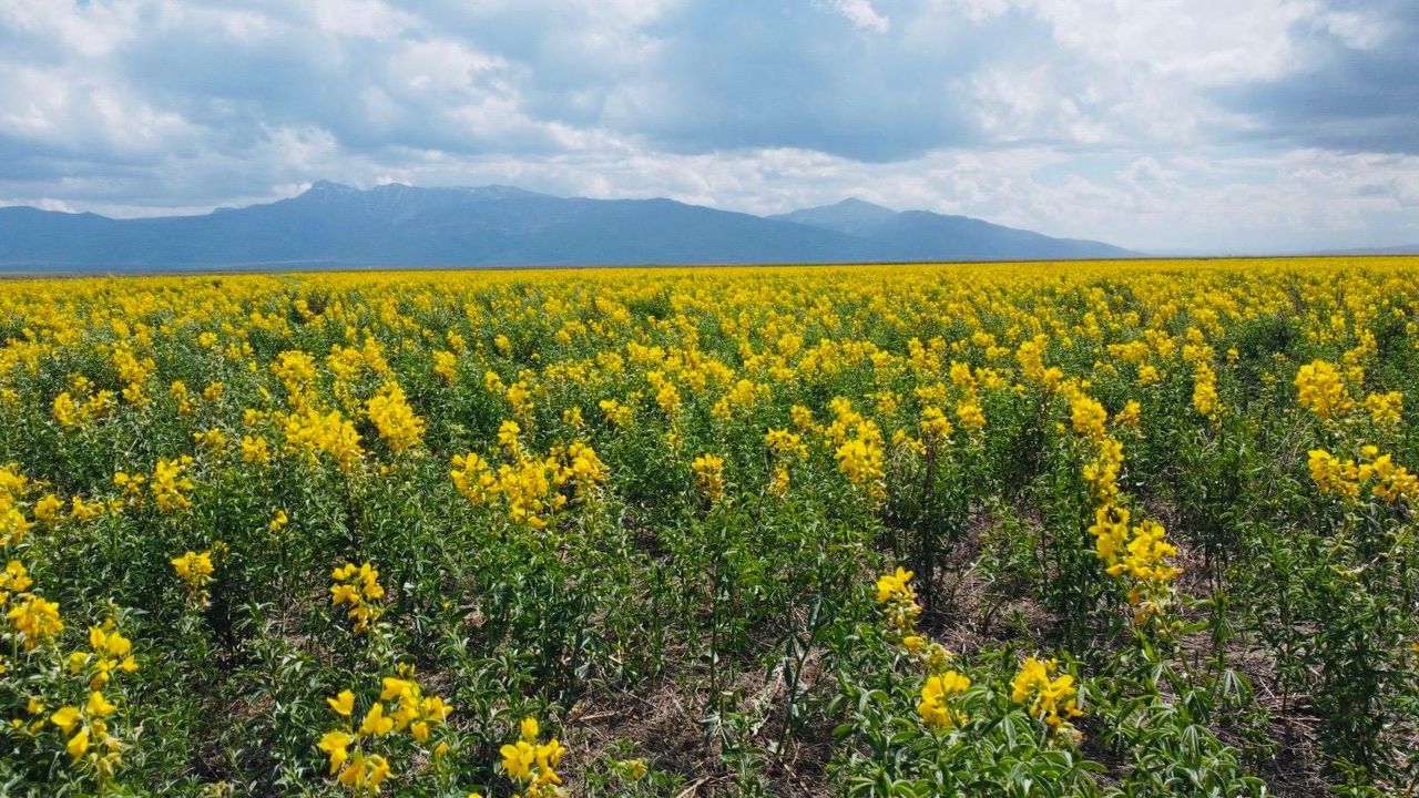 Afyonkarahisar'da Nadir Bir Bitki Türü Keşfedildi