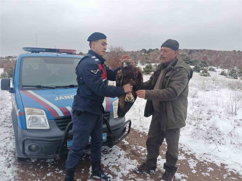 Yozgat'ta yaralı Şah Kartalı jandarma tarafından tedavi altına alındı