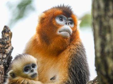 Sichuan Altın Burunlu Maymunları Koruma Altına Alınıyor