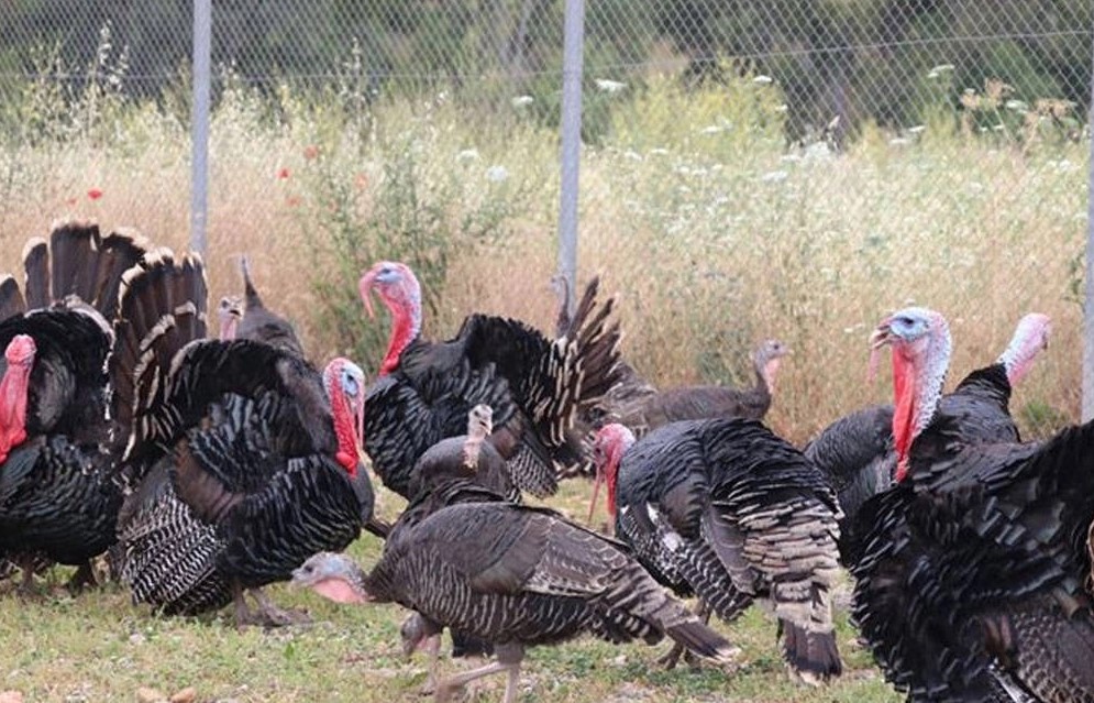 Türkiye'de Hindi Eti Üretiminde Önemli Bir Artış Gözlendi