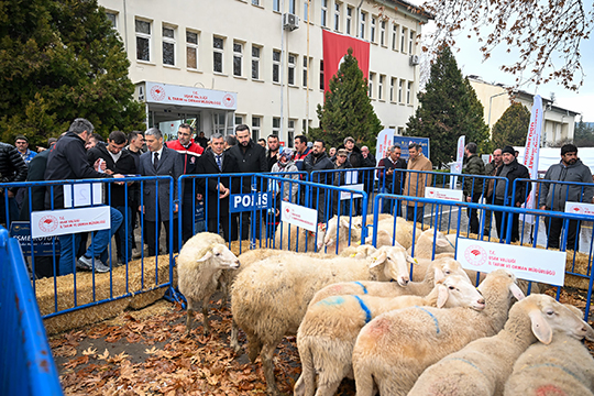 Uşak İl Özel İdaresi Destekli Eşme Koyunu ve Yaşam Alanı Projesiyle Hayvancılığa Destek