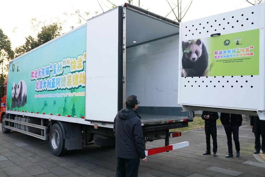 Çin'in Sıçuan Eyaleti'nden Avustralya'ya İki Dev Panda Gönderildi