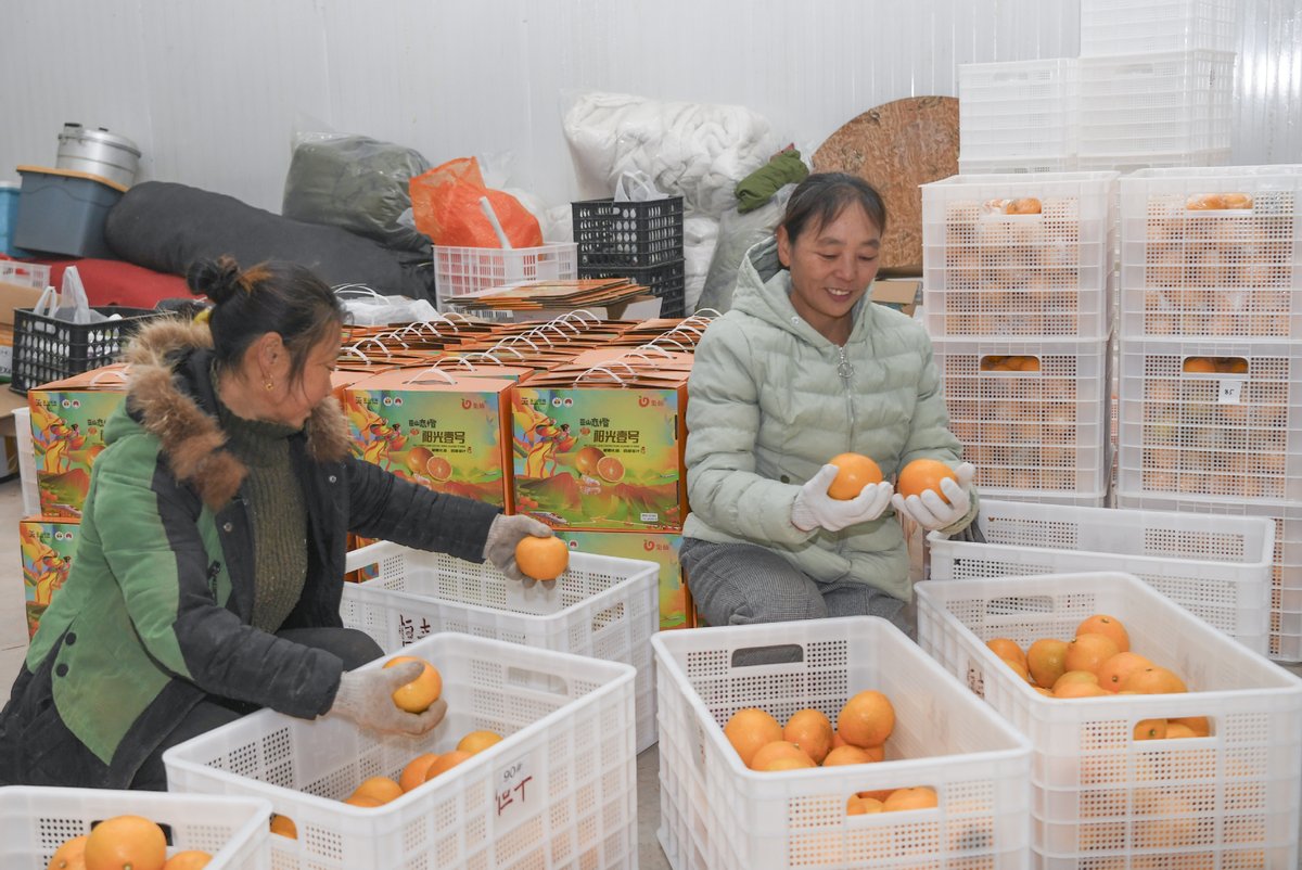 Chongqing'da Güneybatıda Fidanlık Alanında Yeni Bir Portakal Pomelo Türü Keşfedildi