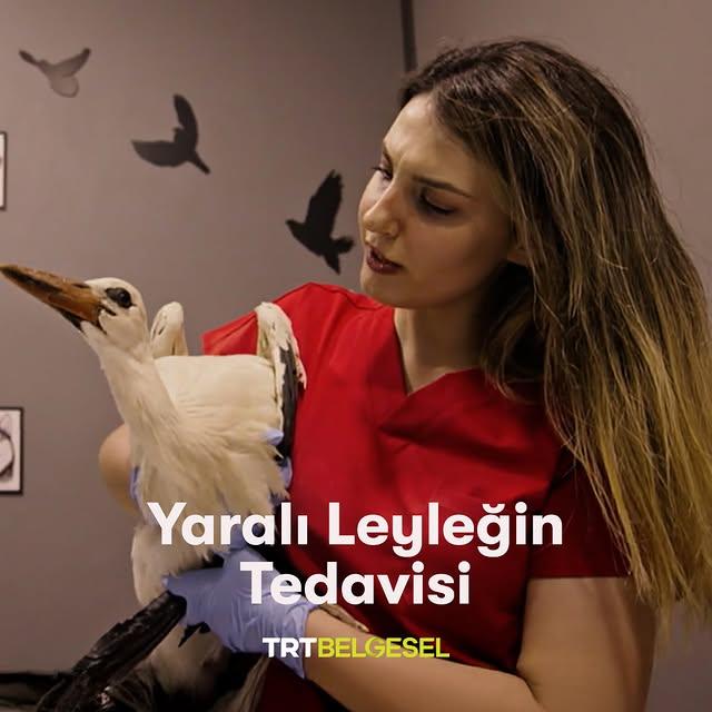 Kübra ve Umut, Kanadı Zarar Gören Bir Leyleğe Yardım Etti