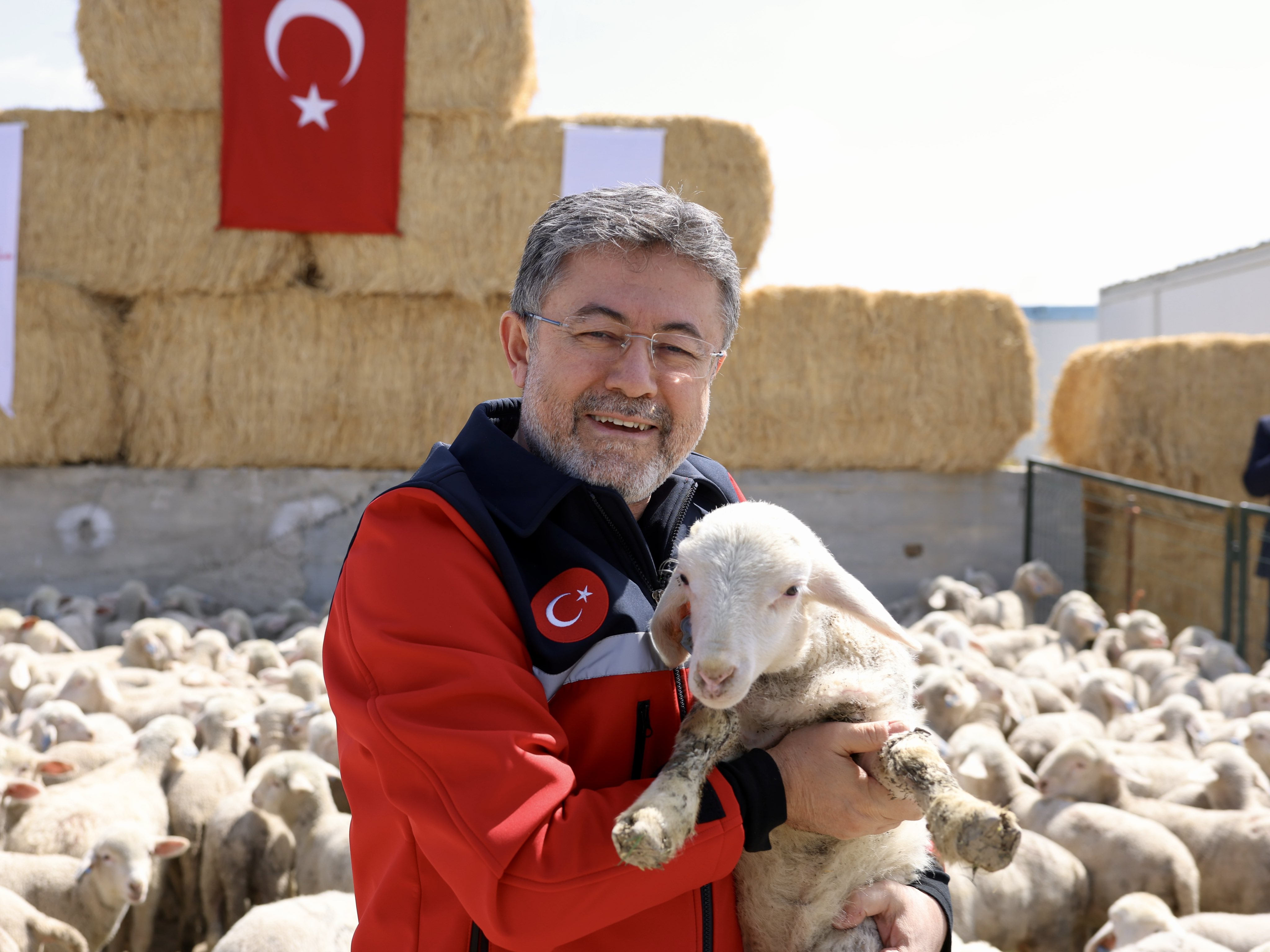 TİGEM'de Koyun ve Kuzuların Buluşma Anları