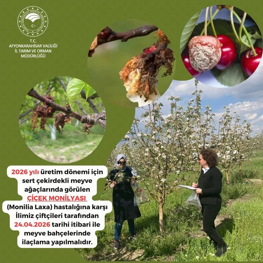 Üreticilerimizin Dikkatine: Çiçek Monilyası Hastalığına Karşı Alınması Gereken Tedbirler