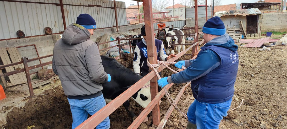 Afyonkarahisar'da Büyükbaş Hayvan Aşılaması Yapıldı