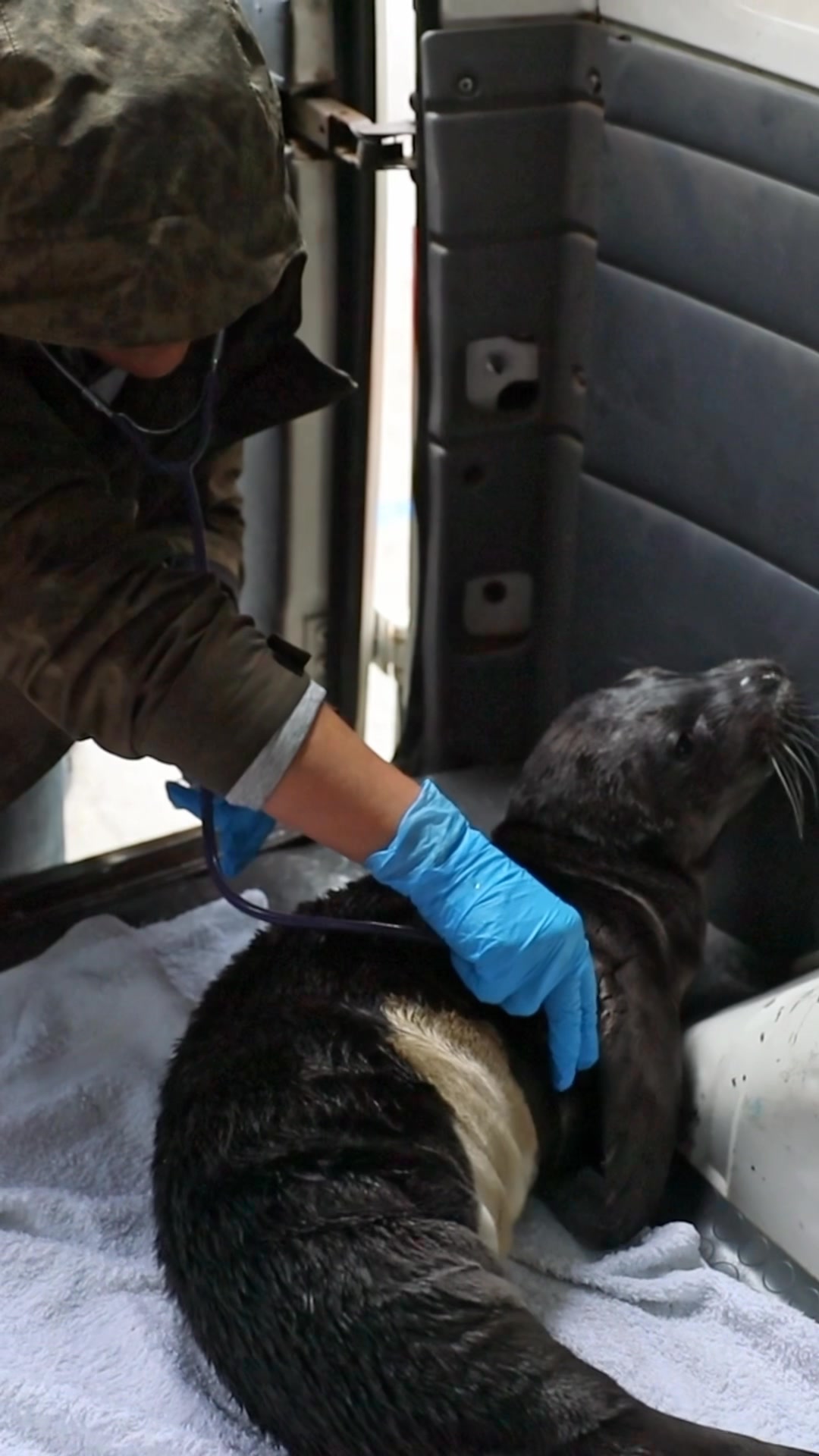 Balıkçıların Bulduğu Yavru Fok Balığına Milli Parklar Koruma Sağlıyor